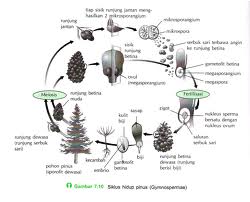 siklus hidup Gymnospermae